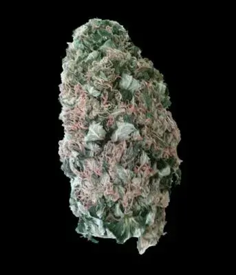 Mr. Fix Feminised Cannabis Seeds