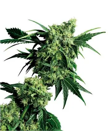 Mr Nice G13 x Hash Plant Regular Cannabis Seeds | Sensi Seeds 