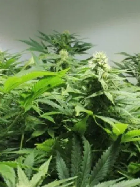 Afghan Skunk Regular Cannabis Seeds | Mr Nice Seeds