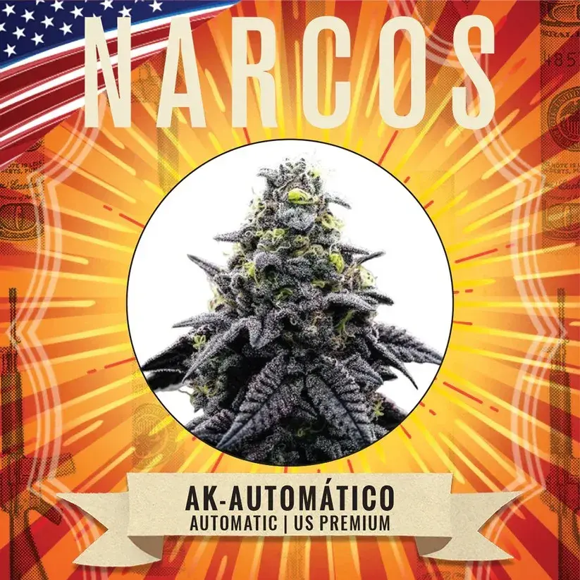  AK47 Automatico Feminised Cannabis Seeds - NARCOS Seeds.
