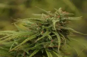 Nevilles's Skunk Regular Cannabis Seeds | Mr Nice Seeds
