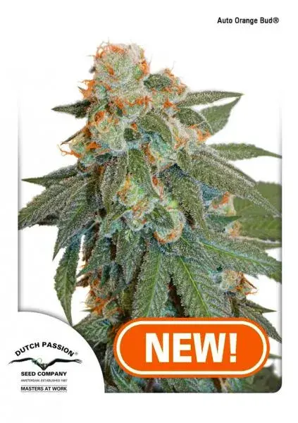 Auto Orange Bud Feminised Cannabis Seeds | Dutch Passion