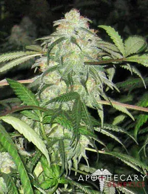BWB OG (XXX x OG) Regular Cannabis Seeds | Apothecary Genetics Seeds
