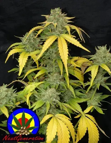 Auto Grapefruit Haze Feminised Cannabis Seeds | Next Generation Seeds