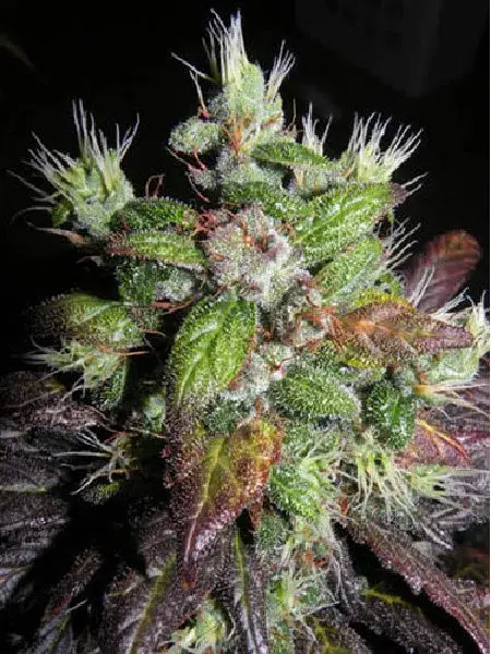 Romulan x I Sweet Skunk Regular Cannabis Seeds | Next Generation Seeds 