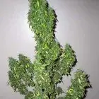 Medicine Regular Cannabis Seeds | Next Generation Seeds