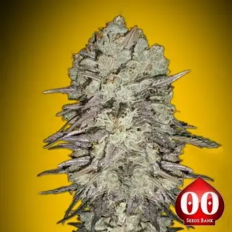 Mimosa Fast Feminised Cannabis Seeds | OO Seeds.