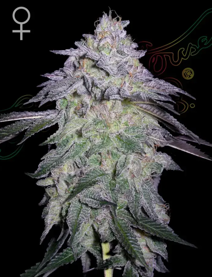 Nori Cake Feminised Cannabis Seeds | Greenhouse Seeds