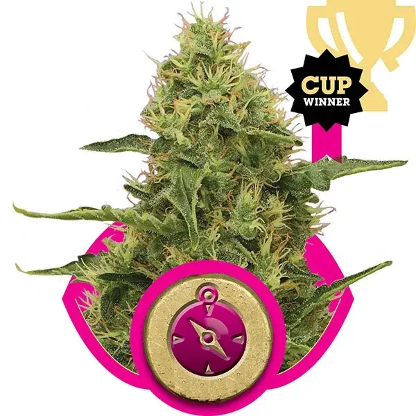Northern Light Feminised Cannabis Seeds | Royal Queen Seeds