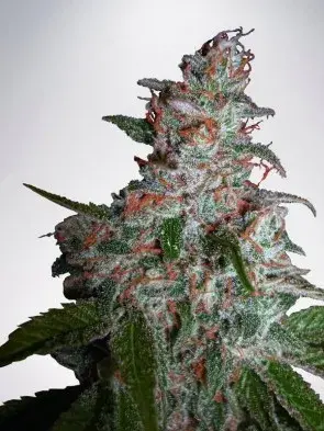 Northern Lights MoC Feminised Cannabis Seeds | Ministry of Cannabis