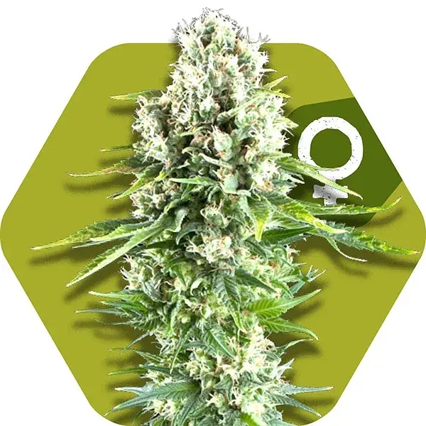 Northern Lights XL Feminised Cannabis Seeds | Zambeza Seeds