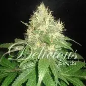 Northern Light Blue Feminised Cannabis Seeds | Delicious Seeds
