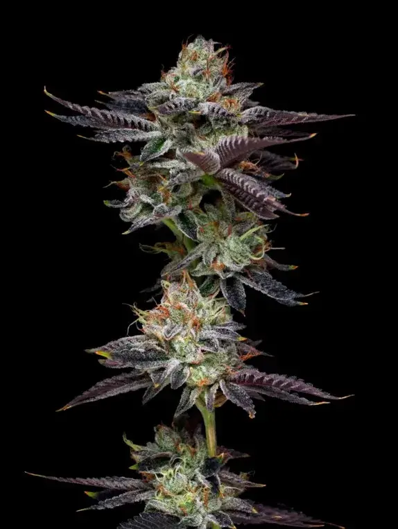 Candy Fumez Feminised Cannabis Seeds - Mavericks Seeds.