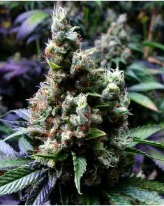 NYC Diesel Feminised Cannabis Seeds | Soma Seeds