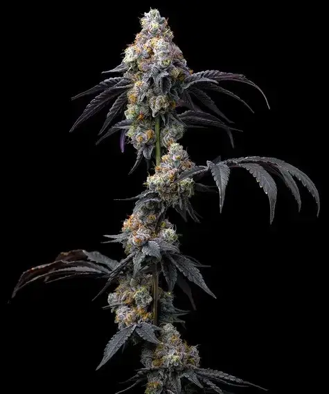 Rainbow Sherbet Feminised Cannabis Seeds | Barney's Farm.