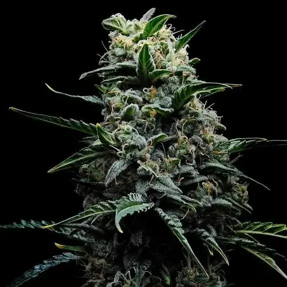 Empire Zlushi Cannabis Seeds – Empire Seeds Bank.