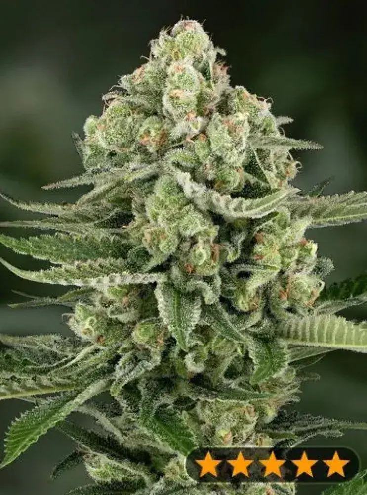 5star Apple Fritter Feminised Cannabis Seeds - Power Strains.