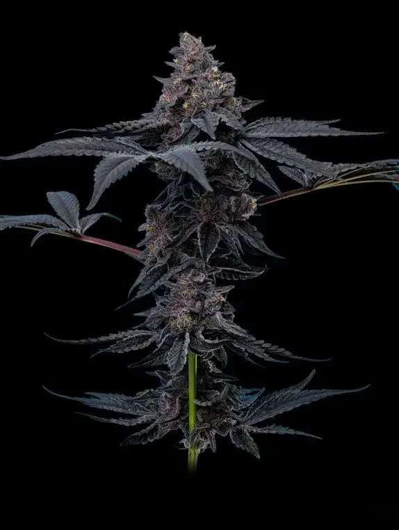 Peanut Butter Breath Feminised Cannabis Seeds - Mavericks Seeds.