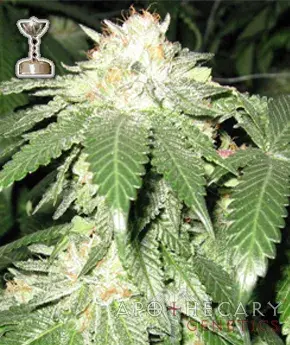 Buy Apothecary Genetics OG Kush Regular Cannabis Seeds