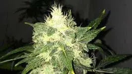 Lithium OG Kush Auto Feminised Cannabis Seeds | Nirvana  