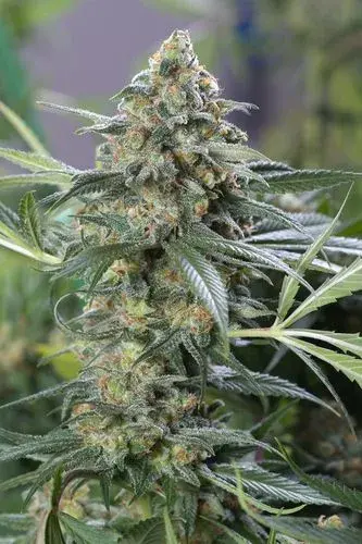 OG Kush CBD Auto Feminised Cannabis Seeds | Dinafem Seeds