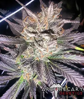 Old School Jams (Grape Ape x OG) Regular Cannabis Seeds | Apothecary Genetics Seeds 