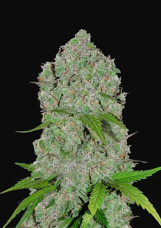 ​Orange Sherbet Auto Feminised Cannabis Seeds | Fast Buds