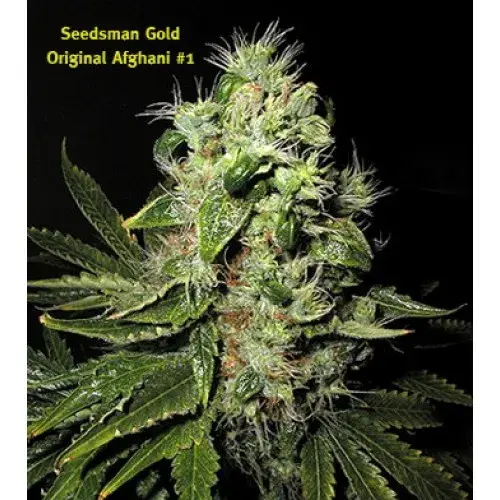 Afghani No1 Regular Cannabis Seeds | Seedsman