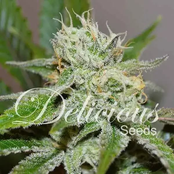 Original Juan Herer Regular Cannabis Seeds | Delicious Seeds
