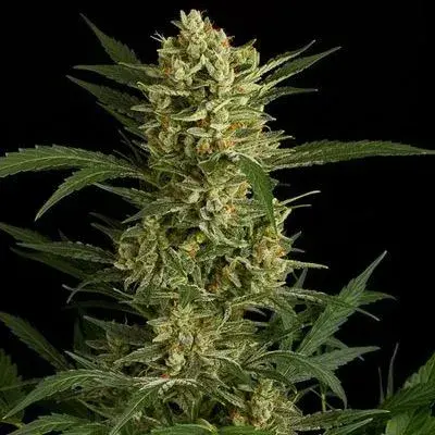 Amnesia Original Auto Feminised Cannabis Seeds | Dinafem Seeds