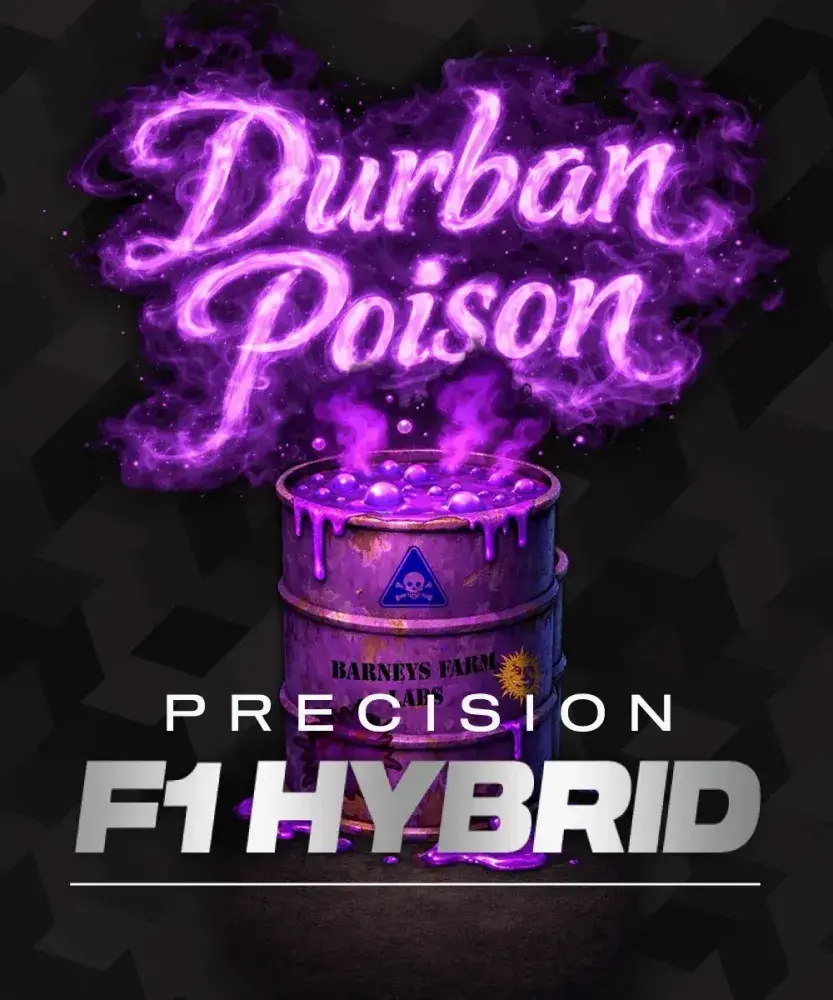 Durban Poison F1 Feminised Cannabis Seeds | Barneys Farm.