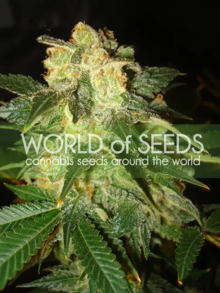 Pakistan Ryder Auto Feminised Cannabis Seeds | World of Seeds