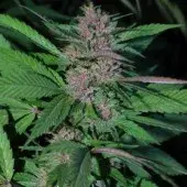 CBG Pakistan Chitral Kush Feminised Cannabis Seeds