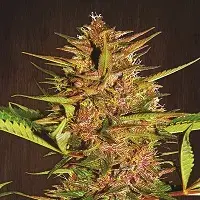 Pakistan Chitral Kush Feminised Cannabis Seeds | Ace Seeds