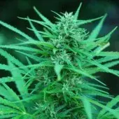 Panama Regular Cannabis Seeds