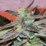 Panama DC Regular Cannabis Seeds