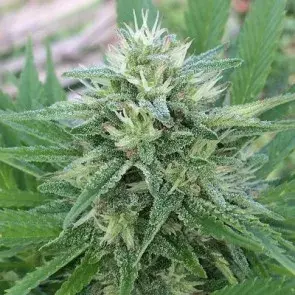 Panama x Bangi Haze Regular Cannabis Seeds | Ace Seeds