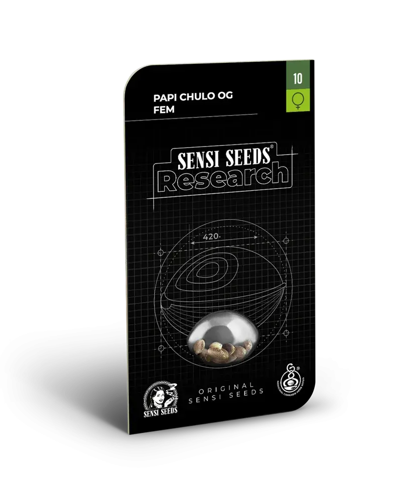 Papi Chulo OG Feminised Cannabis Seeds - Sensi Seeds Research
