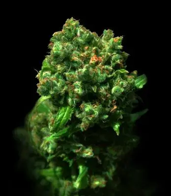 Love Peace Feminised Cannabis Seeds(formerly known as Cheese)