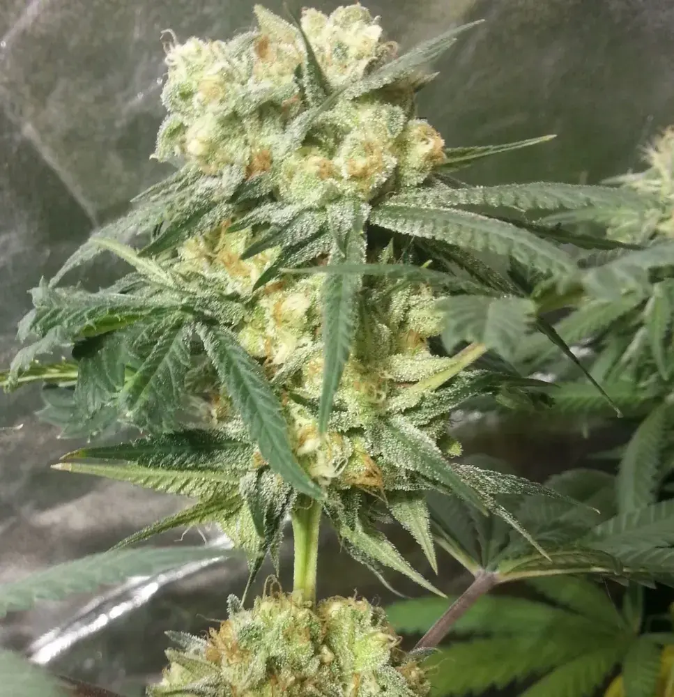 Phantom Kush Regular Cannabis Seeds | Grand Daddy Purp