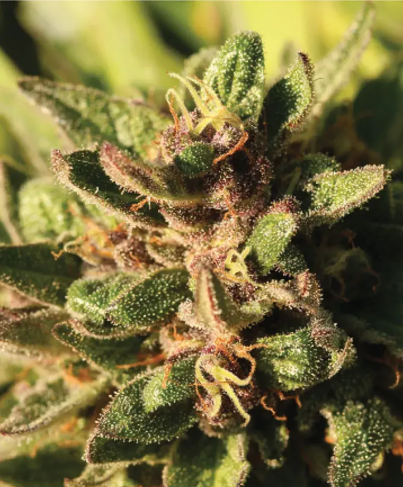 Pineapple Muffin Auto Feminised Cannabis Seeds - Humboldt Seed Company