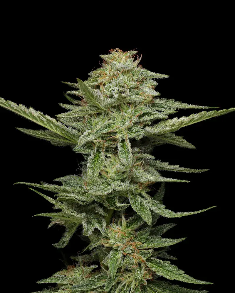 Pistachio Feminised Cannabis Seeds - Humboldt Seed Company