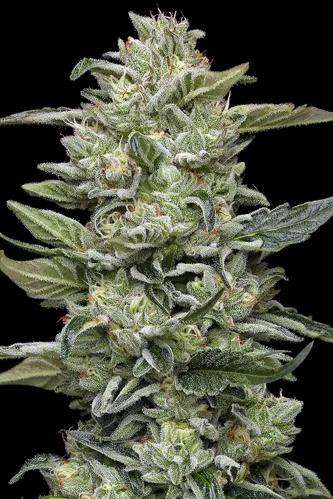 Honey Bear Feminised Cannabis Seeds - Humboldt Seed Company.