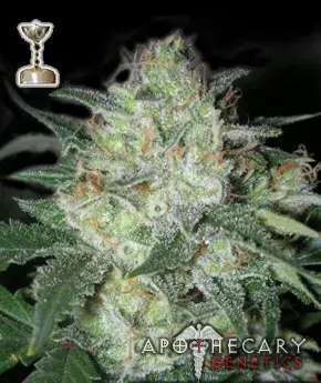 Buy Apothecary Genetics Platinum OG Regular Cannabis Seeds