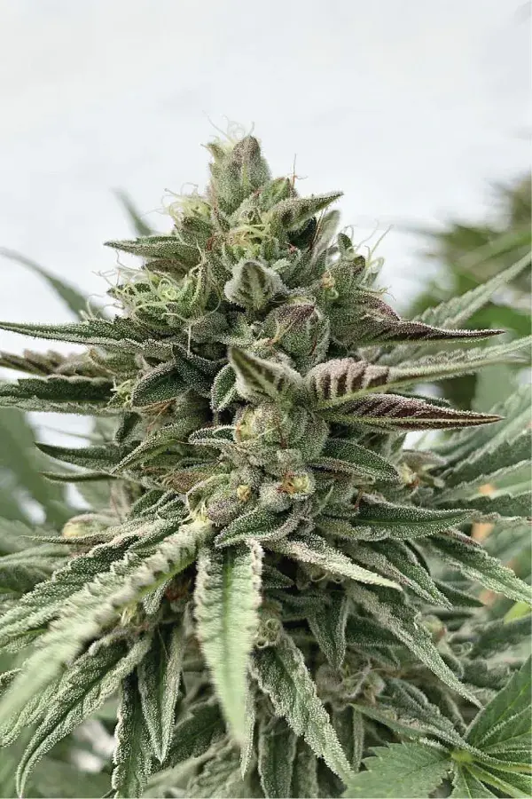 Humboldt Pound Cake Feminised Cannabis Seeds - Humboldt Seed Company
