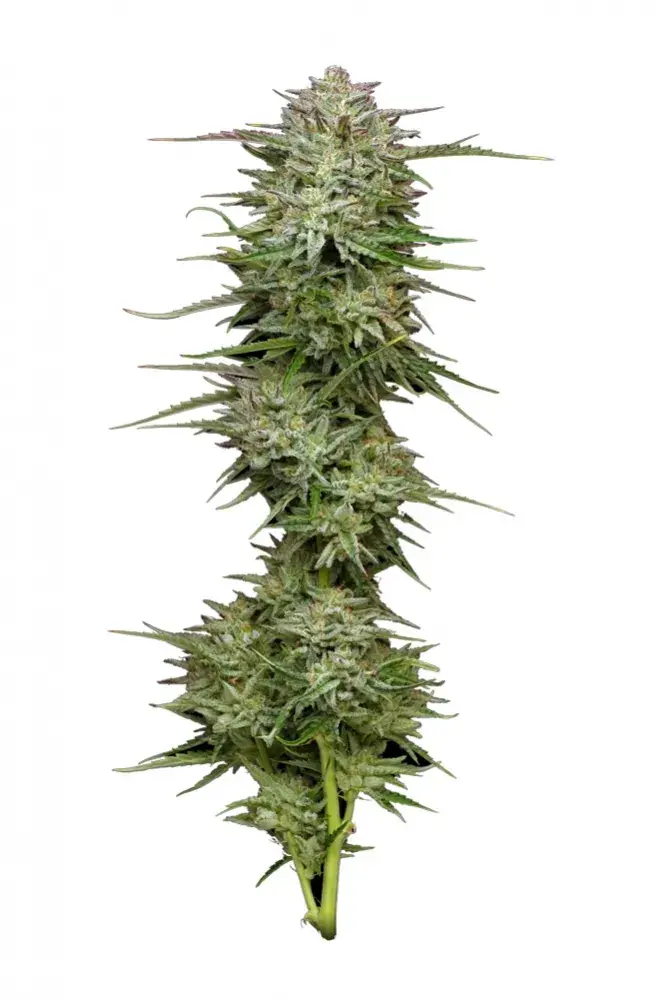 Pound Town Auto Feminised Cannabis Seeds - Humboldt Seed Company