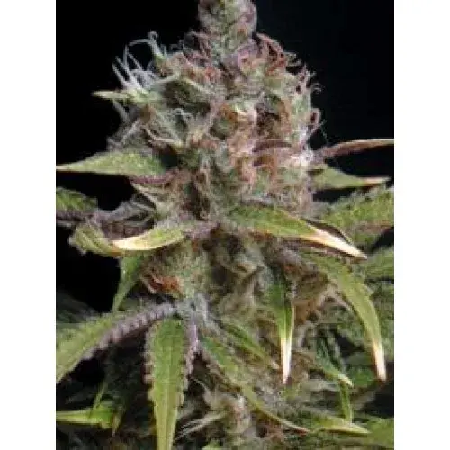 Power Africa Feminised Cannabis Seeds | Seedsman