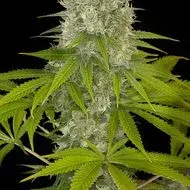 Power Kush Feminised Cannabis Seeds | Zambeza Seeds