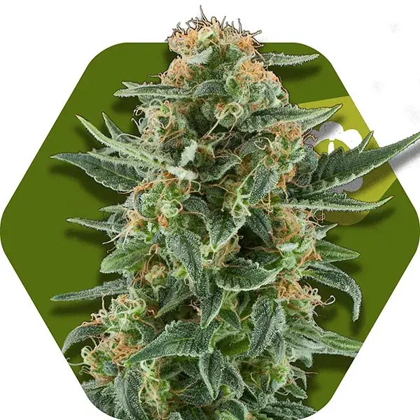 Power Plant XL Feminised Cannabis Seeds | Zambeza Seeds
