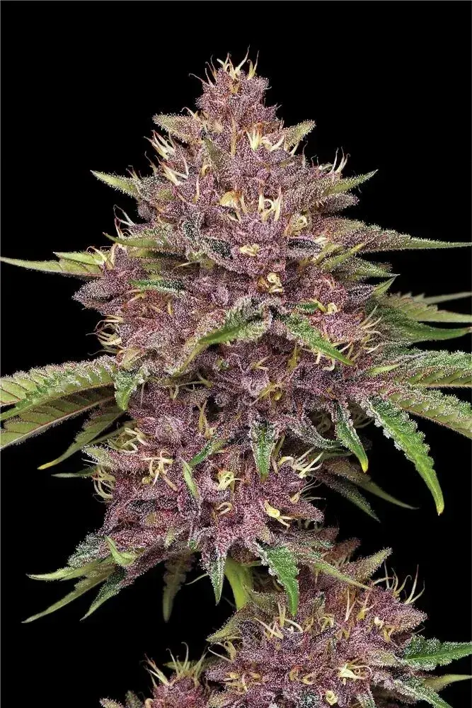Purpz Cannabis Seeds | Humboldt Seeds Organisation.